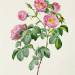 Rosa Mollissima, from 'Les Roses'
